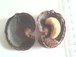 Raw cashew in shells Raw cashew in shells